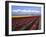 A Field of Tulips with Stormy Skies, Skagit Valley, Washington, Usa-Charles Sleicher-Framed Photographic Print