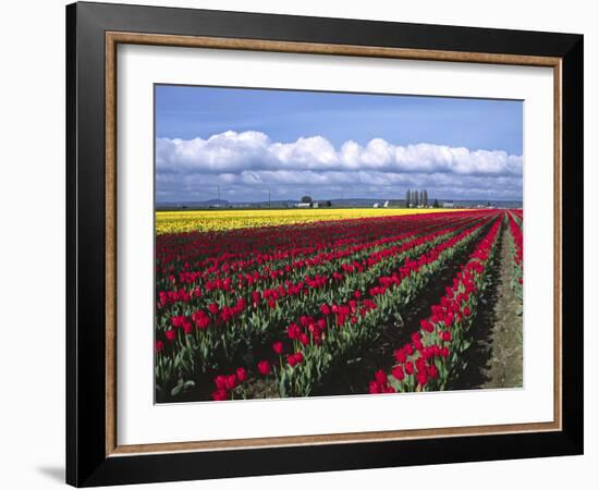 A Field of Tulips with Stormy Skies, Skagit Valley, Washington, Usa-Charles Sleicher-Framed Photographic Print