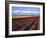 A Field of Tulips with Stormy Skies, Skagit Valley, Washington, Usa-Charles Sleicher-Framed Photographic Print