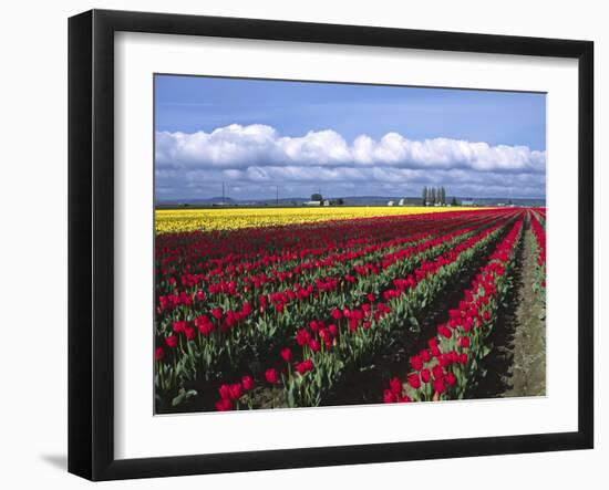 A Field of Tulips with Stormy Skies, Skagit Valley, Washington, Usa-Charles Sleicher-Framed Photographic Print