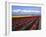 A Field of Tulips with Stormy Skies, Skagit Valley, Washington, Usa-Charles Sleicher-Framed Photographic Print