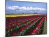 A Field of Tulips with Stormy Skies, Skagit Valley, Washington, Usa-Charles Sleicher-Mounted Photographic Print