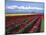 A Field of Tulips with Stormy Skies, Skagit Valley, Washington, Usa-Charles Sleicher-Mounted Photographic Print