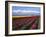 A Field of Tulips with Stormy Skies, Skagit Valley, Washington, Usa-Charles Sleicher-Framed Photographic Print