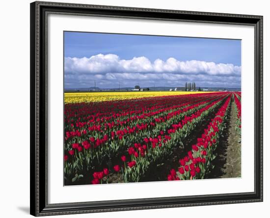 A Field of Tulips with Stormy Skies, Skagit Valley, Washington, Usa-Charles Sleicher-Framed Photographic Print