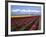 A Field of Tulips with Stormy Skies, Skagit Valley, Washington, Usa-Charles Sleicher-Framed Photographic Print