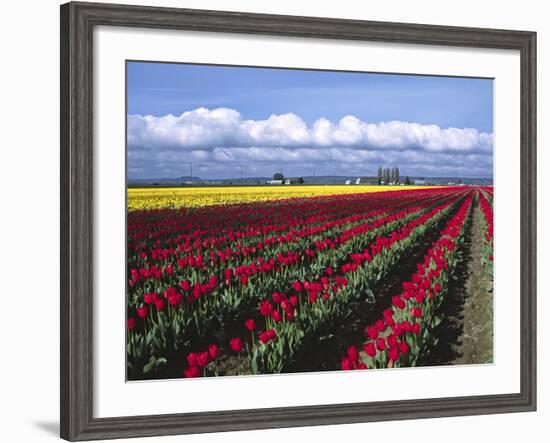 A Field of Tulips with Stormy Skies, Skagit Valley, Washington, Usa-Charles Sleicher-Framed Photographic Print