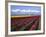 A Field of Tulips with Stormy Skies, Skagit Valley, Washington, Usa-Charles Sleicher-Framed Photographic Print