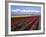 A Field of Tulips with Stormy Skies, Skagit Valley, Washington, Usa-Charles Sleicher-Framed Photographic Print