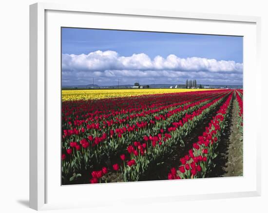 A Field of Tulips with Stormy Skies, Skagit Valley, Washington, Usa-Charles Sleicher-Framed Photographic Print