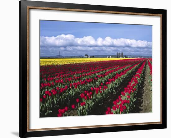 A Field of Tulips with Stormy Skies, Skagit Valley, Washington, Usa-Charles Sleicher-Framed Photographic Print