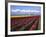 A Field of Tulips with Stormy Skies, Skagit Valley, Washington, Usa-Charles Sleicher-Framed Photographic Print