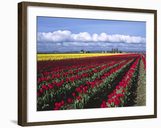 A Field of Tulips with Stormy Skies, Skagit Valley, Washington, Usa-Charles Sleicher-Framed Photographic Print