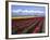 A Field of Tulips with Stormy Skies, Skagit Valley, Washington, Usa-Charles Sleicher-Framed Photographic Print