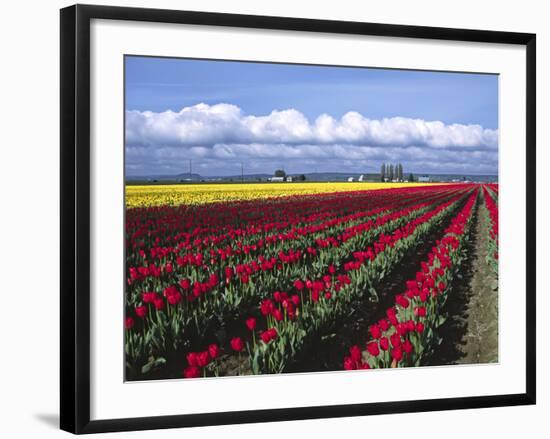 A Field of Tulips with Stormy Skies, Skagit Valley, Washington, Usa-Charles Sleicher-Framed Photographic Print