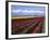 A Field of Tulips with Stormy Skies, Skagit Valley, Washington, Usa-Charles Sleicher-Framed Photographic Print