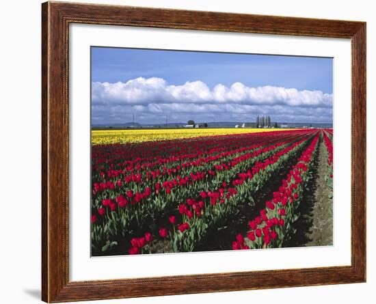 A Field of Tulips with Stormy Skies, Skagit Valley, Washington, Usa-Charles Sleicher-Framed Photographic Print