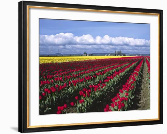 A Field of Tulips with Stormy Skies, Skagit Valley, Washington, Usa-Charles Sleicher-Framed Photographic Print