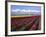 A Field of Tulips with Stormy Skies, Skagit Valley, Washington, Usa-Charles Sleicher-Framed Photographic Print