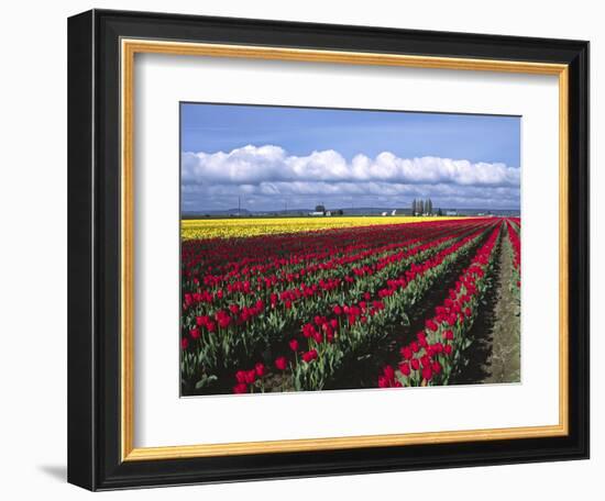 A Field of Tulips with Stormy Skies, Skagit Valley, Washington, Usa-Charles Sleicher-Framed Photographic Print