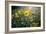 A Field Of Yellow Daisy Like Flowers Backlit By The Sun-Karine Aigner-Framed Photographic Print