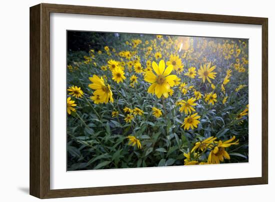 A Field Of Yellow Daisy Like Flowers Backlit By The Sun-Karine Aigner-Framed Photographic Print