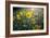 A Field Of Yellow Daisy Like Flowers Backlit By The Sun-Karine Aigner-Framed Photographic Print