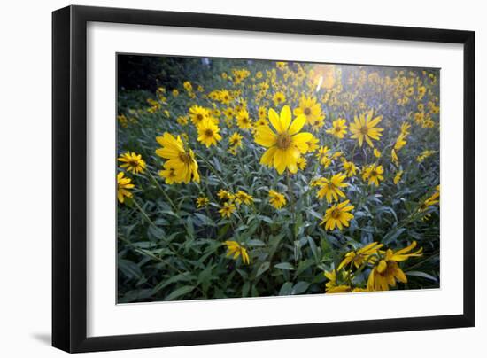 A Field Of Yellow Daisy Like Flowers Backlit By The Sun-Karine Aigner-Framed Photographic Print