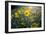 A Field Of Yellow Daisy Like Flowers Backlit By The Sun-Karine Aigner-Framed Photographic Print