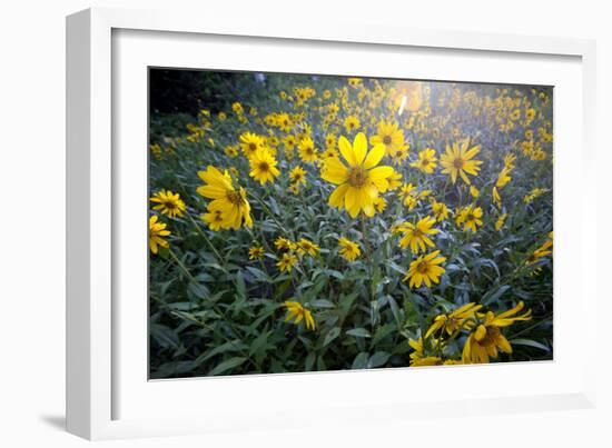 A Field Of Yellow Daisy Like Flowers Backlit By The Sun-Karine Aigner-Framed Photographic Print