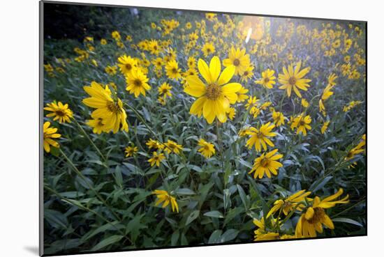 A Field Of Yellow Daisy Like Flowers Backlit By The Sun-Karine Aigner-Mounted Photographic Print