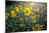 A Field Of Yellow Daisy Like Flowers Backlit By The Sun-Karine Aigner-Mounted Photographic Print