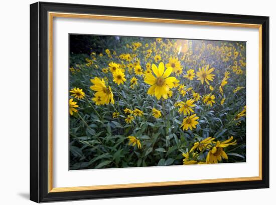 A Field Of Yellow Daisy Like Flowers Backlit By The Sun-Karine Aigner-Framed Photographic Print