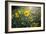 A Field Of Yellow Daisy Like Flowers Backlit By The Sun-Karine Aigner-Framed Photographic Print