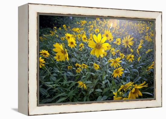 A Field Of Yellow Daisy Like Flowers Backlit By The Sun-Karine Aigner-Framed Premier Image Canvas