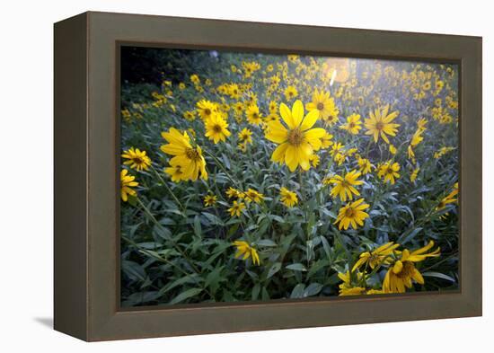 A Field Of Yellow Daisy Like Flowers Backlit By The Sun-Karine Aigner-Framed Premier Image Canvas