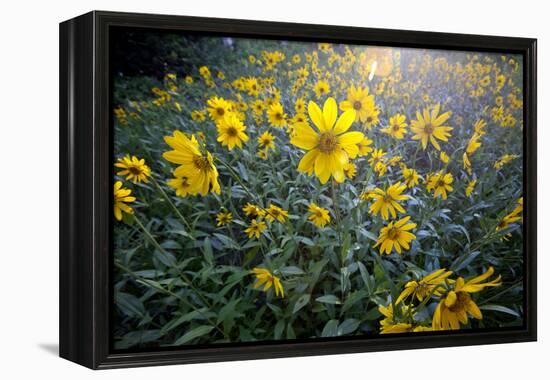 A Field Of Yellow Daisy Like Flowers Backlit By The Sun-Karine Aigner-Framed Premier Image Canvas