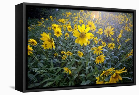 A Field Of Yellow Daisy Like Flowers Backlit By The Sun-Karine Aigner-Framed Premier Image Canvas