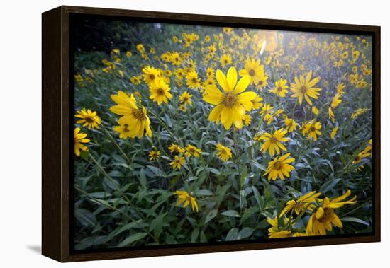 A Field Of Yellow Daisy Like Flowers Backlit By The Sun-Karine Aigner-Framed Premier Image Canvas