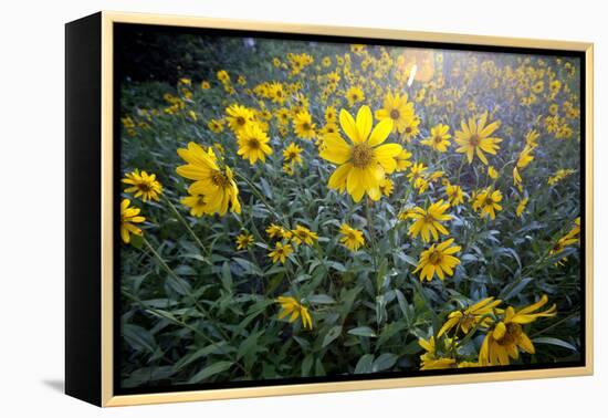 A Field Of Yellow Daisy Like Flowers Backlit By The Sun-Karine Aigner-Framed Premier Image Canvas