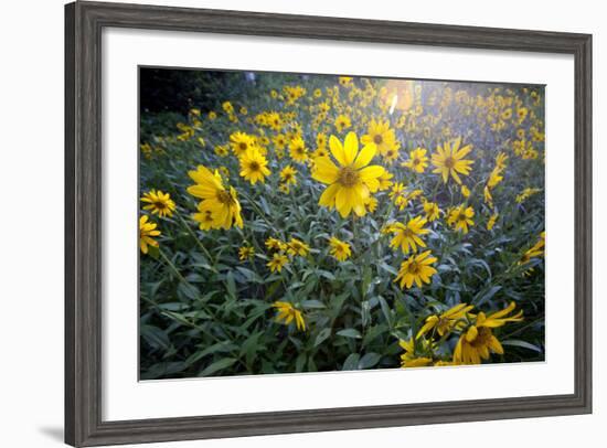 A Field Of Yellow Daisy Like Flowers Backlit By The Sun-Karine Aigner-Framed Photographic Print