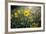 A Field Of Yellow Daisy Like Flowers Backlit By The Sun-Karine Aigner-Framed Photographic Print