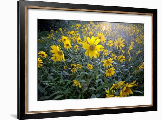 A Field Of Yellow Daisy Like Flowers Backlit By The Sun-Karine Aigner-Framed Photographic Print