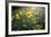 A Field Of Yellow Daisy Like Flowers Backlit By The Sun-Karine Aigner-Framed Photographic Print