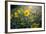 A Field Of Yellow Daisy Like Flowers Backlit By The Sun-Karine Aigner-Framed Photographic Print