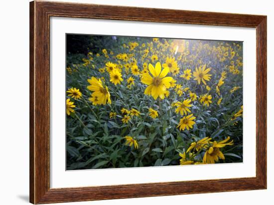 A Field Of Yellow Daisy Like Flowers Backlit By The Sun-Karine Aigner-Framed Photographic Print