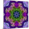 A Filigree Mandala from Color Drawing and Flower Photograph, Layered Work-Alaya Gadeh-Mounted Photographic Print
