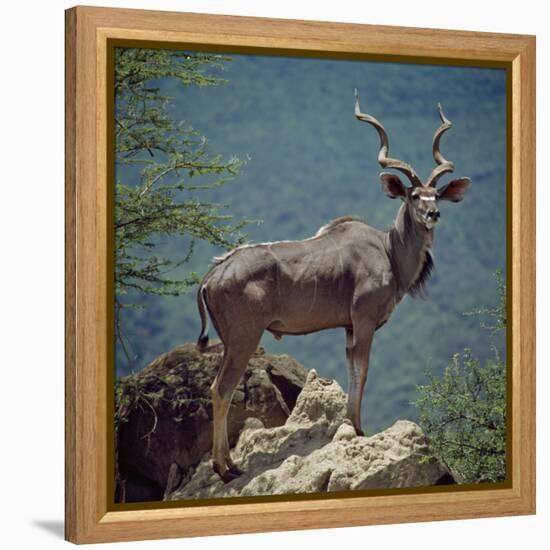 A Fine Greater Kudu Bull Standing on a Termite Mound in the Game Reserve Surrounding Lake Bogoria-Nigel Pavitt-Framed Premier Image Canvas