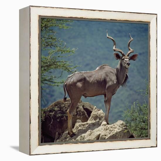 A Fine Greater Kudu Bull Standing on a Termite Mound in the Game Reserve Surrounding Lake Bogoria-Nigel Pavitt-Framed Premier Image Canvas