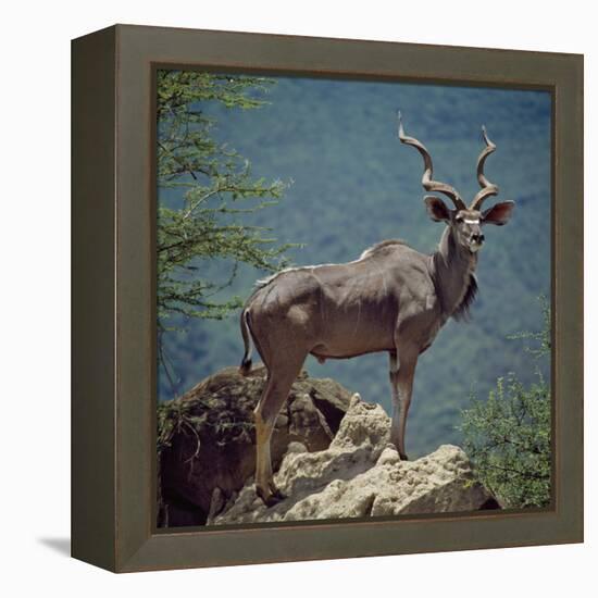 A Fine Greater Kudu Bull Standing on a Termite Mound in the Game Reserve Surrounding Lake Bogoria-Nigel Pavitt-Framed Premier Image Canvas